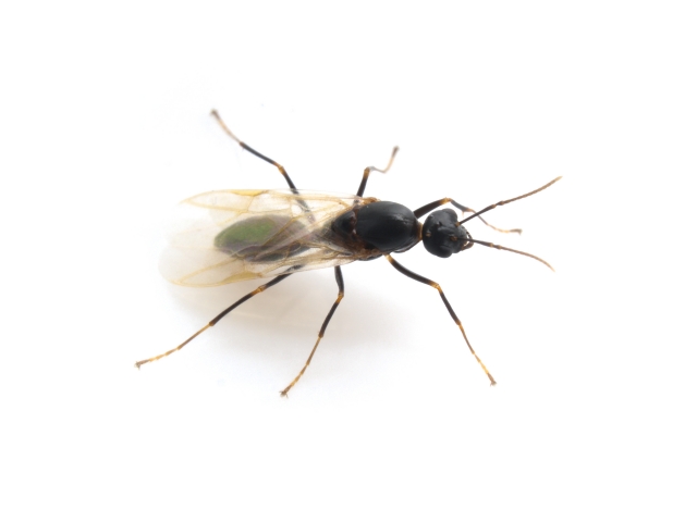 2f2902ebcf5342fe73dc207109801f74 - 家の中で羽アリが大量発生！？種類別の駆除・対処法を伝授！